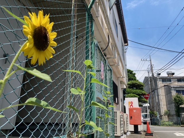 花育活動事前事業への取り組みの画像